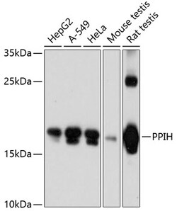ABclonal Technology&nbsp;PPIH Rabbit pAb