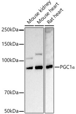 ABclonal Technology&nbsp;PGC1α Rabbit pAb