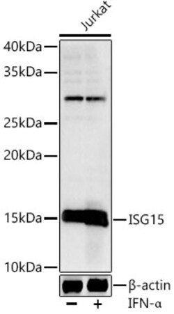 ABclonal Technology&nbsp;ISG15 Rabbit pAb
