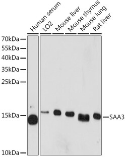 ABclonal Technology&nbsp;SAA3 Rabbit pAb