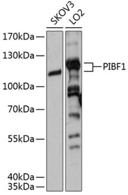 ABclonal Technology&nbsp;PIBF1 Rabbit pAb