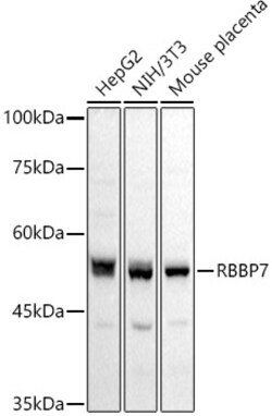 ABclonal Technology&nbsp;RbAp46/RBBP7 Rabbit pAb