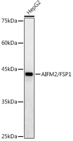 ABclonal Technology&nbsp;AIFM2/FSP1 Rabbit pAb