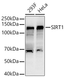 ABclonal Technology&nbsp;SIRT1 Rabbit pAb