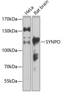 ABclonal Technology&nbsp;SYNPO Rabbit pAb