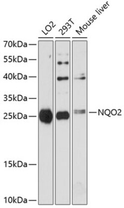 ABclonal Technology&nbsp;NQO2 Rabbit pAb