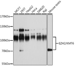 ABclonal Technology&nbsp;EZH2/KMT6 Rabbit pAb