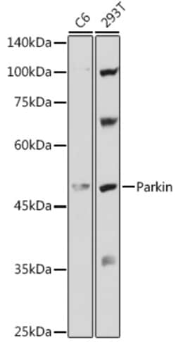 ABclonal Technology&nbsp;Human Parkin Rabbit pAb