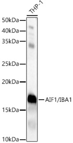 ABclonal Technology&nbsp;AIF1/IBA1 Rabbit pAb