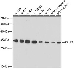 ABclonal Technology&nbsp;RPL7A Rabbit pAb