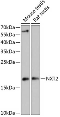 ABclonal Technology&nbsp;NXT2 Rabbit pAb
