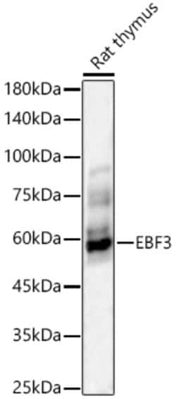 ABclonal Technology&nbsp;EBF3 Rabbit pAb