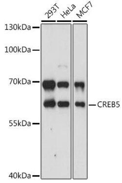 ABclonal Technology&nbsp;CREB5 Rabbit pAb