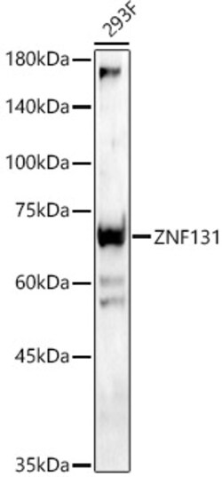 ABclonal Technology&nbsp;ZNF131 Rabbit pAb