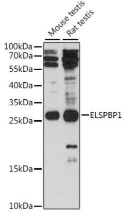 ABclonal Technology&nbsp;ELSPBP1 Rabbit pAb