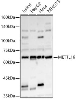 ABclonal Technology&nbsp;METTL16 Rabbit pAb