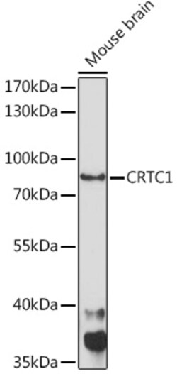ABclonal Technology&nbsp;CRTC1 Rabbit pAb