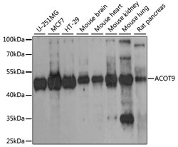 ABclonal Technology&nbsp;ACOT9 Rabbit pAb