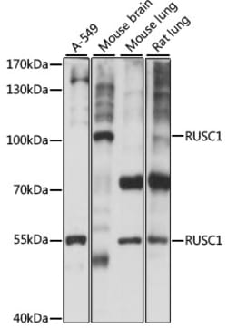 ABclonal Technology&nbsp;RUSC1 Rabbit pAb