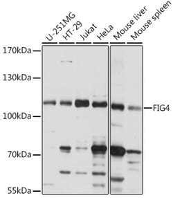 ABclonal Technology&nbsp;FIG4 Rabbit pAb