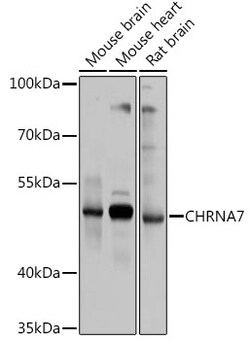 ABclonal Technology&nbsp;CHRNA7 Rabbit pAb