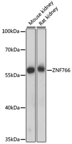 ABclonal Technology&nbsp;ZNF766 Rabbit pAb