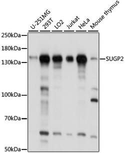 ABclonal Technology&nbsp;SUGP2 Rabbit pAb