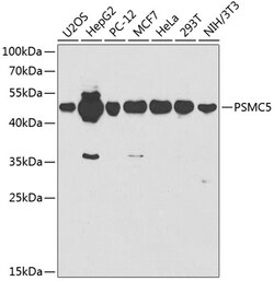 ABclonal Technology&nbsp;PSMC5 Rabbit pAb