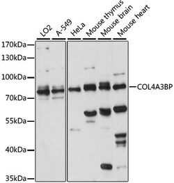ABclonal Technology&nbsp;COL4A3BP Rabbit pAb