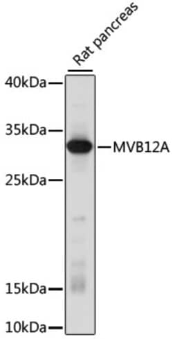 ABclonal Technology&nbsp;MVB12A Rabbit pAb