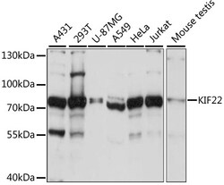 ABclonal Technology&nbsp;KIF22 Rabbit pAb