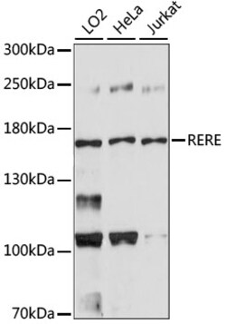 ABclonal Technology&nbsp;RERE Rabbit pAb
