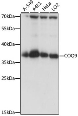 ABclonal Technology&nbsp;COQ9 Rabbit pAb