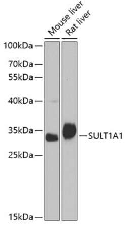 ABclonal Technology&nbsp;SULT1A1 Rabbit pAb