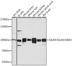 ABclonal Technology&nbsp;GluR4/GluA4/GRIA4 Rabbit pAb