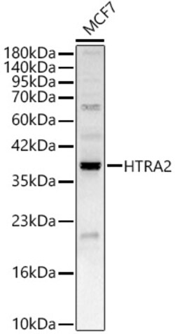 ABclonal Technology&nbsp;HTRA2 Rabbit pAb
