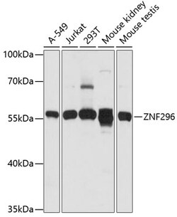 ABclonal Technology&nbsp;ZNF296 Rabbit pAb
