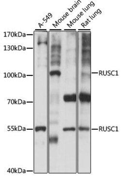 ABclonal Technology&nbsp;RUSC1 Rabbit pAb