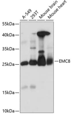 ABclonal Technology&nbsp;EMC8 Rabbit pAb