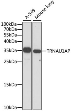 ABclonal Technology&nbsp;TRNAU1AP Rabbit pAb