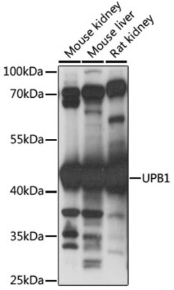 ABclonal Technology&nbsp;UPB1 Rabbit pAb