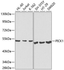 ABclonal Technology&nbsp;PICK1 Rabbit pAb