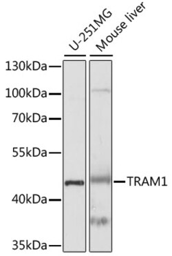 ABclonal Technology&nbsp;TRAM1 Rabbit pAb