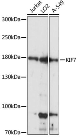 ABclonal Technology&nbsp;KIF7 Rabbit pAb