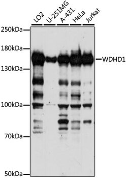 ABclonal Technology&nbsp;WDHD1 Rabbit pAb