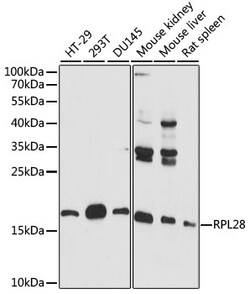 ABclonal Technology&nbsp;RPL28 Rabbit pAb