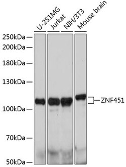 ABclonal Technology&nbsp;ZNF451 Rabbit pAb