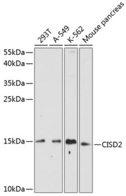 ABclonal Technology&nbsp;CISD2 Rabbit pAb