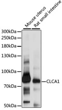 ABclonal Technology&nbsp;CLCA1 Rabbit pAb