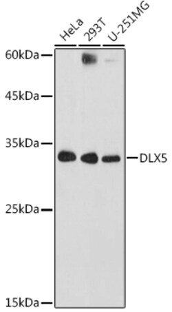 ABclonal Technology&nbsp;DLX5 Rabbit pAb